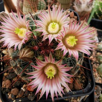 Mammillaria barbarta - Black Jack Canyon